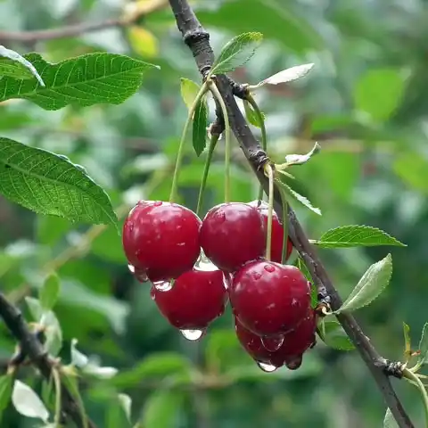 Standaard fruitbomen