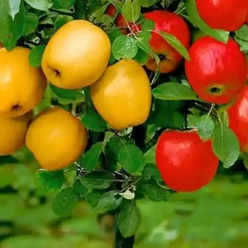 Fruitboomkwekerij in Puławy
