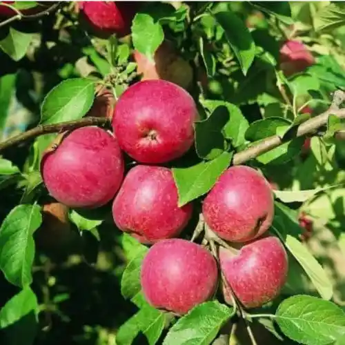 Schurftresistente BIO appelbomen