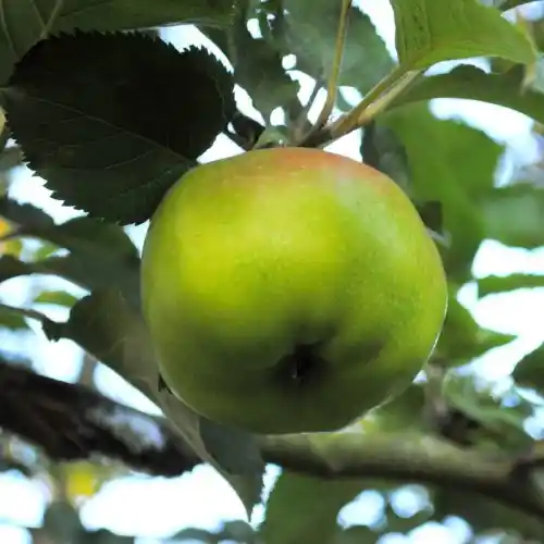Oude fruitboomrassen